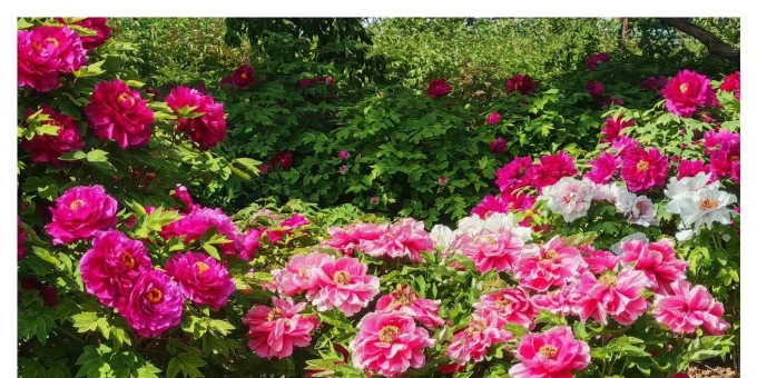 【秋枫随笔】阳光灿烂