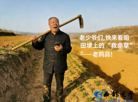 【洛沙随笔】跟上姚选富识百草之一百零四：田埂识石蒜