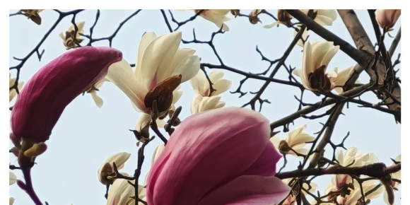 【秋枫杂诗】 血还是热的  等五首