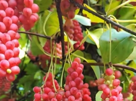 《芸竹诗词》七绝   五味子