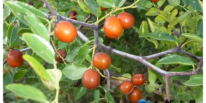 【李玉梅读后感】草木藏真意，烟火见本草