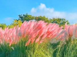 【芸竹诗词】七律  荻岸秋思（外一首）