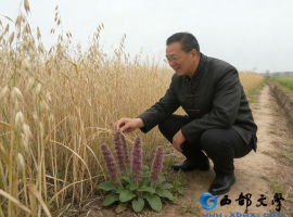 【洛沙随笔】跟上姚选富识百草之六十八：仙草映岐伯