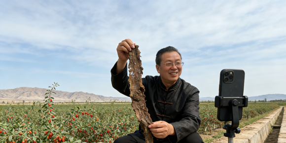【洛沙随笔】跟上姚选富识百草之八十九：地骨映田光