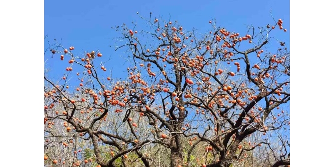 天子峪闻木瓜香