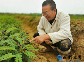 【洛沙随笔】跟上姚选富识百草之百零十三：姚选富辨决明