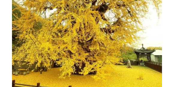 【纯子评论】写给浮世的温柔箴言