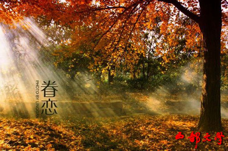 霞光林间.jpg