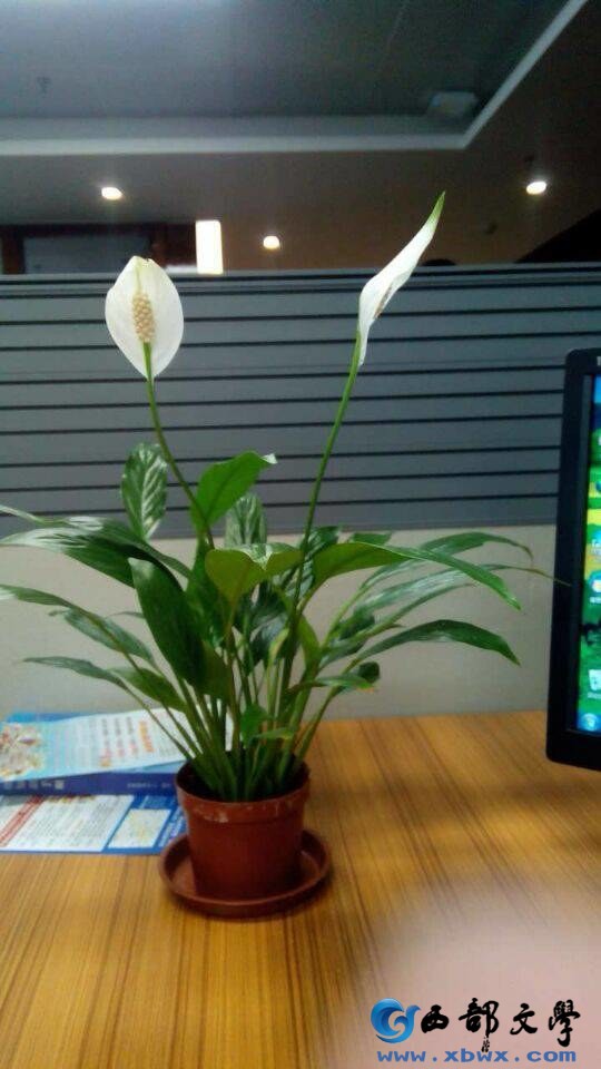 白鹤芋.jpg
