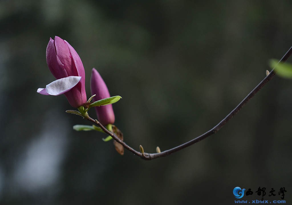 DSC_1856.JPG