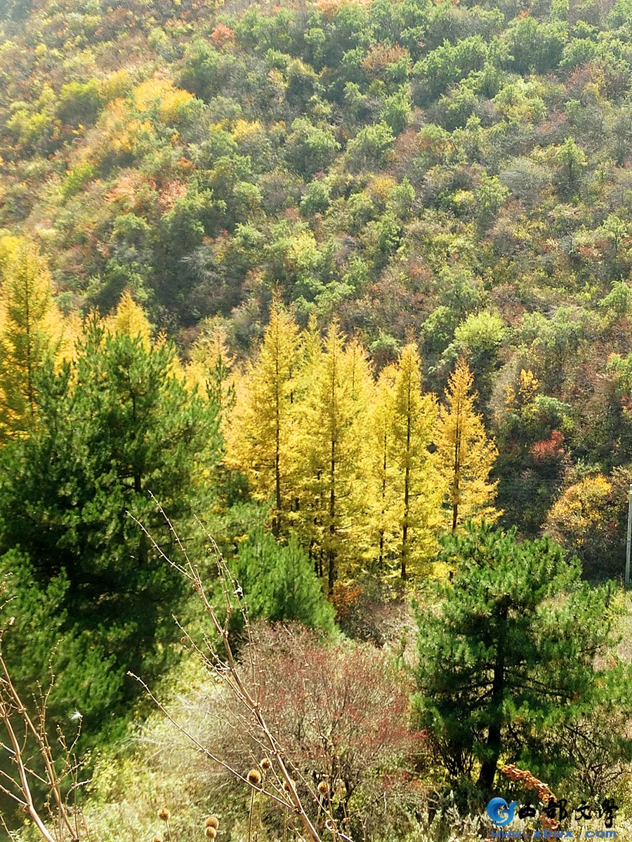 风景独好3