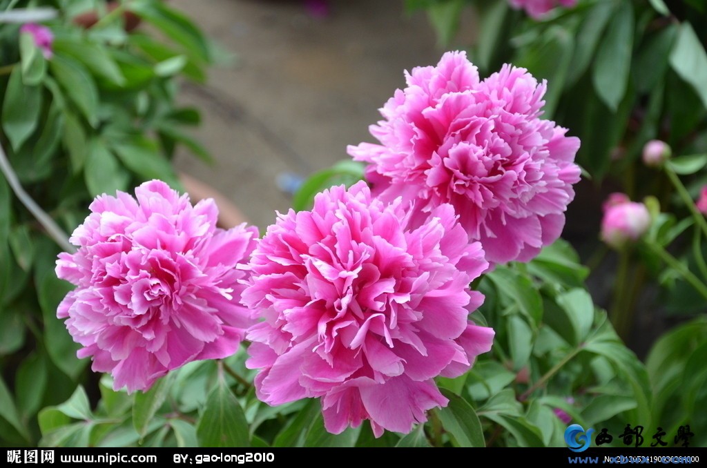 -1cdb9bfcd26e6f3cdc249866ac296678.jpg