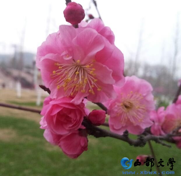 红梅.jpg