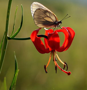 蝶恋花.jpg