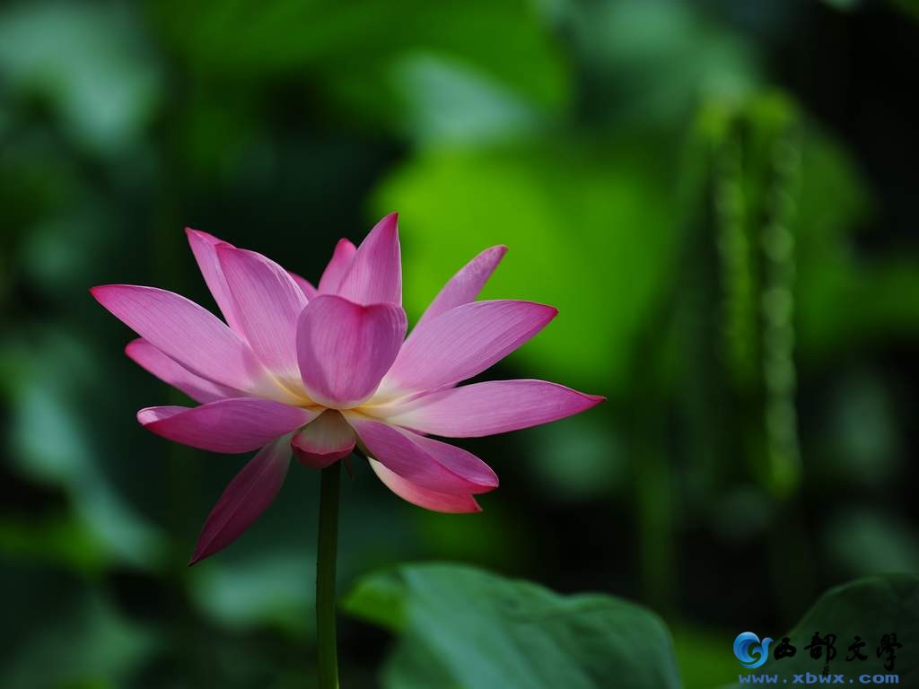 nEO_IMG_DSC_3194.jpg