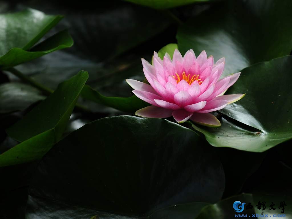 nEO_IMG_DSC_3232.jpg