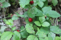 0030YGsyty6SzhSmoSkd8&amp;690.jpg