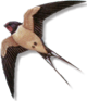 psb.png