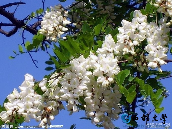 287_cv700.jpg