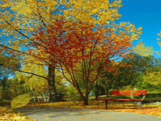 1.gif