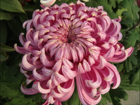 菊.jpg