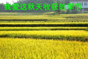 秋天收获季节.jpg