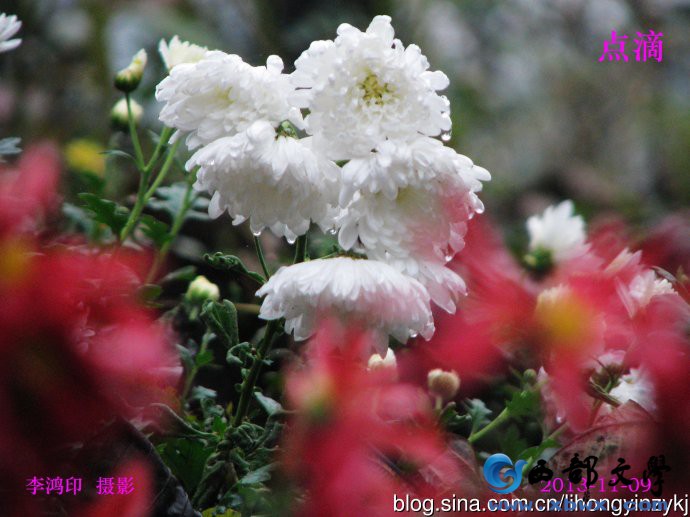菊3.jpg