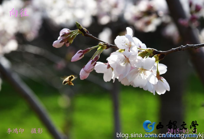 爱慕一枝花.jpg