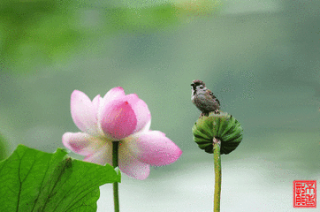 t018c1e27a0f576b4d0.gif