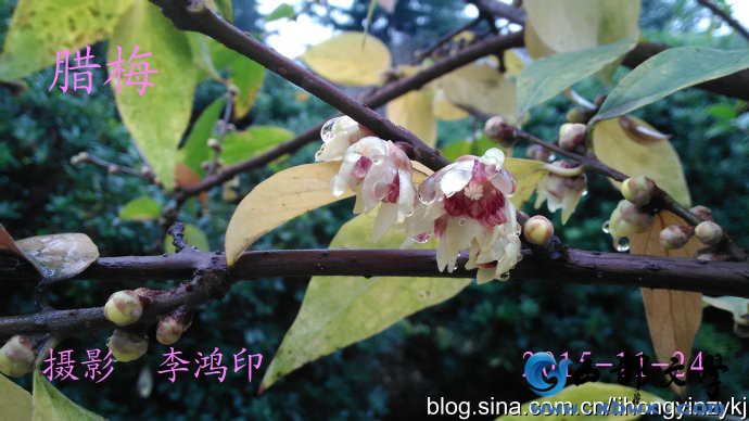 腊梅2.jpg