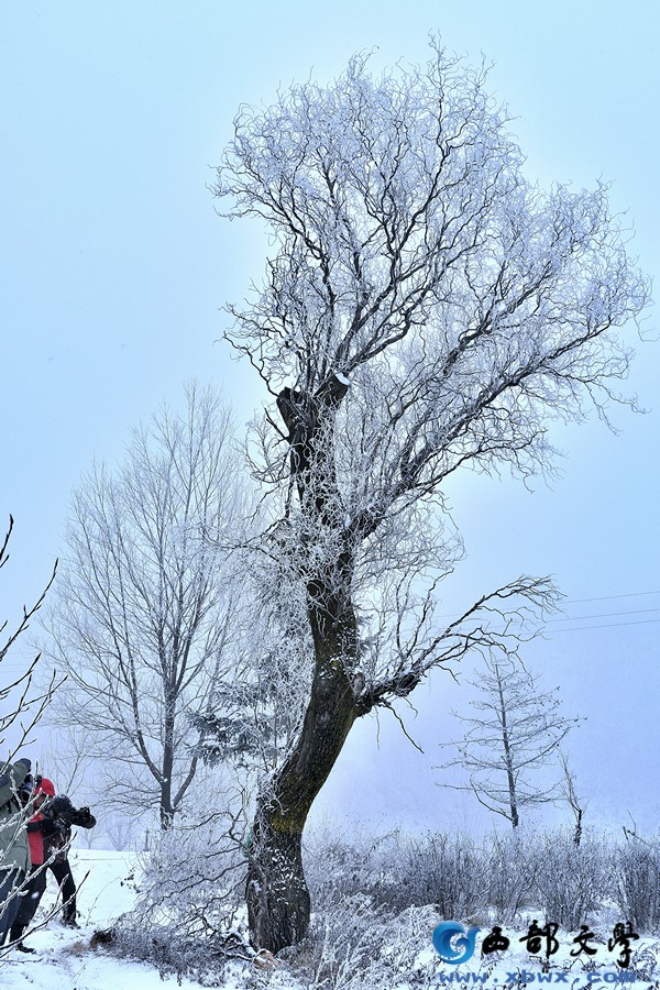 秦岭初雪-19.JPG