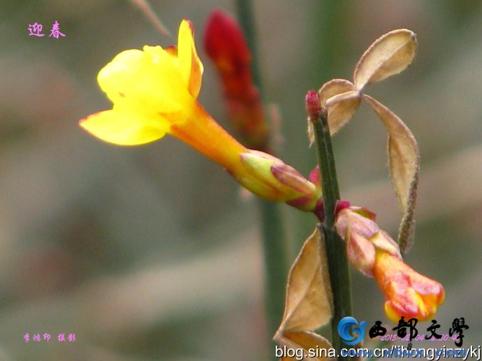迎春.jpg