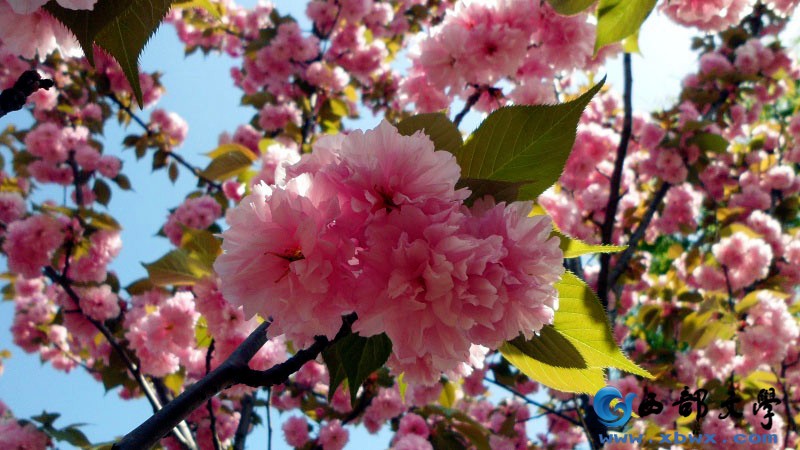 复瓣桃花(2).jpg