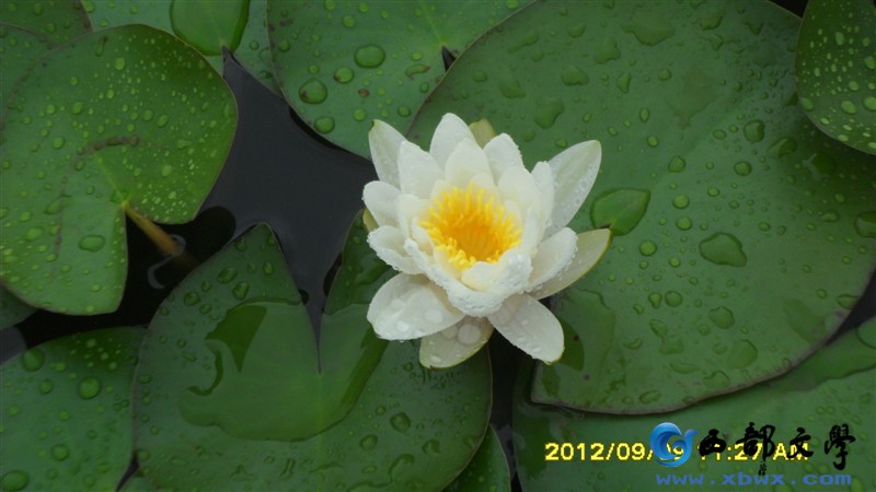 宝莲灯.jpg