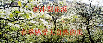 新津梨花溪1.jpg