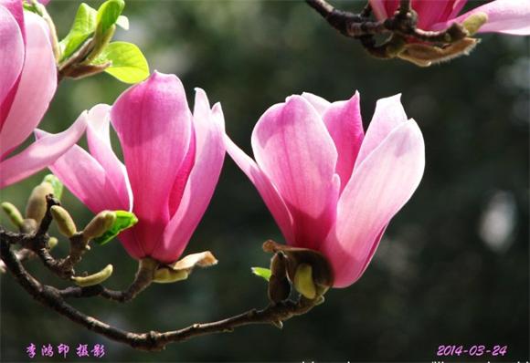 花开.jpg