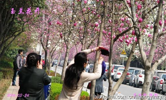 一路花开.jpg