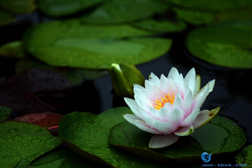 nEO_IMG_DSC_1336.jpg