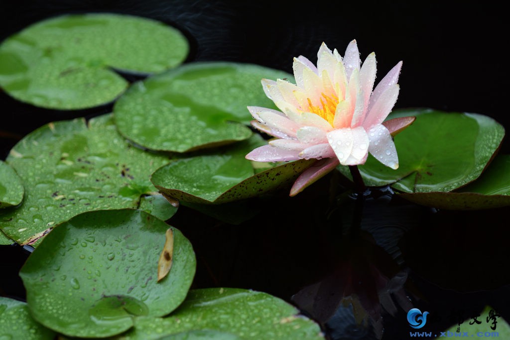 nEO_IMG_DSC_1340.jpg