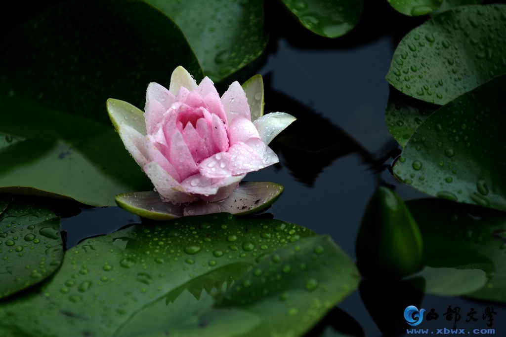 nEO_IMG_DSC_1341.jpg