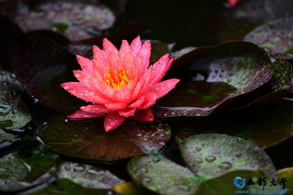 nEO_IMG_DSC_1389.jpg