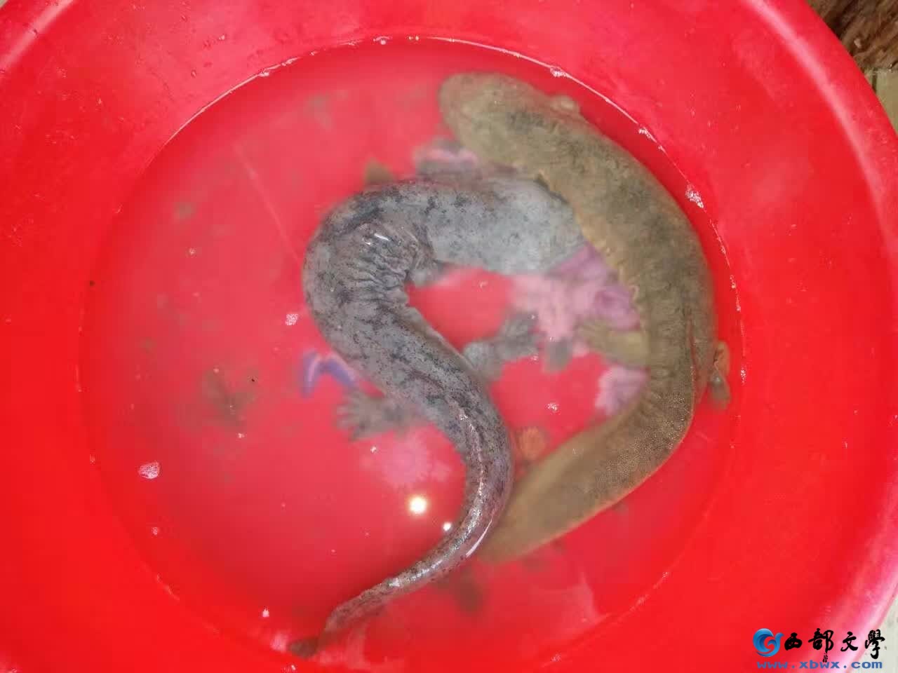 QQ图片20161003060851.jpg