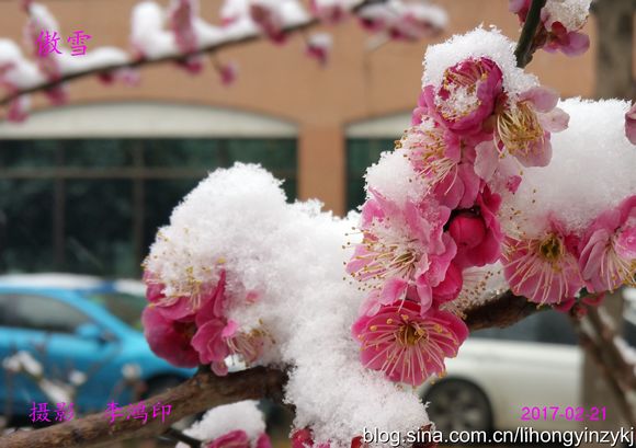 傲雪1.1.jpg