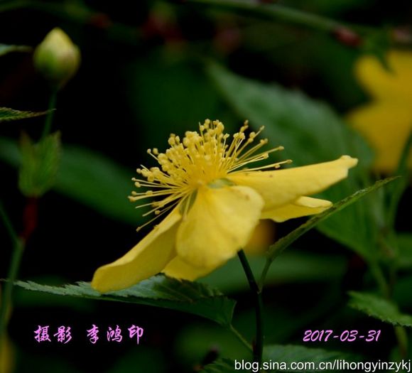 清明花5.jpg