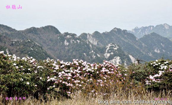 杜鹃5.jpg