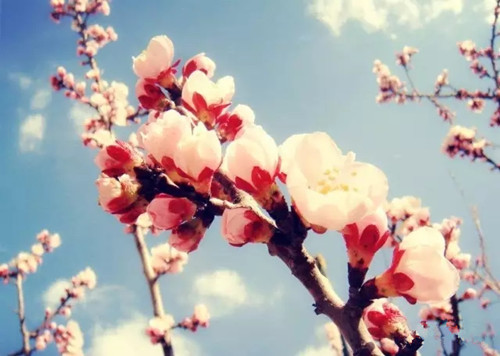 春光.webp_副本.jpg
