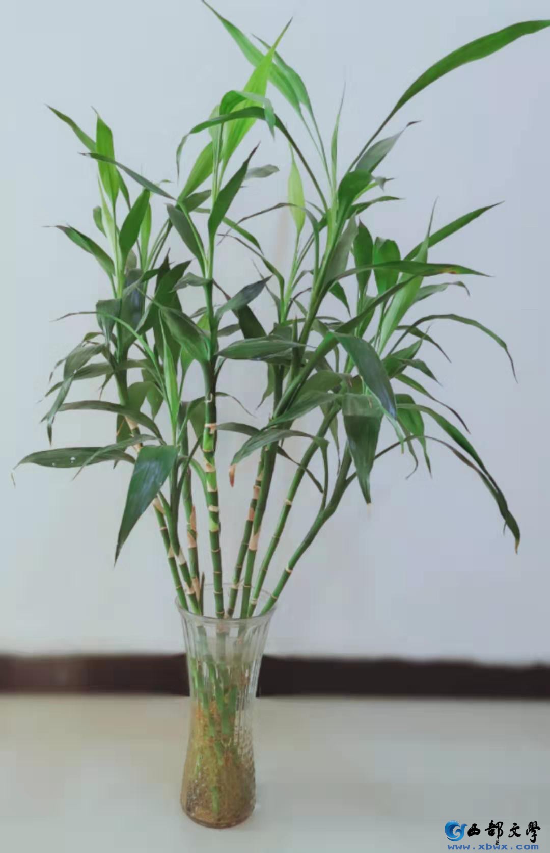 富贵竹