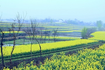 赏春.jpg