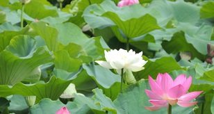 荷花.jpg