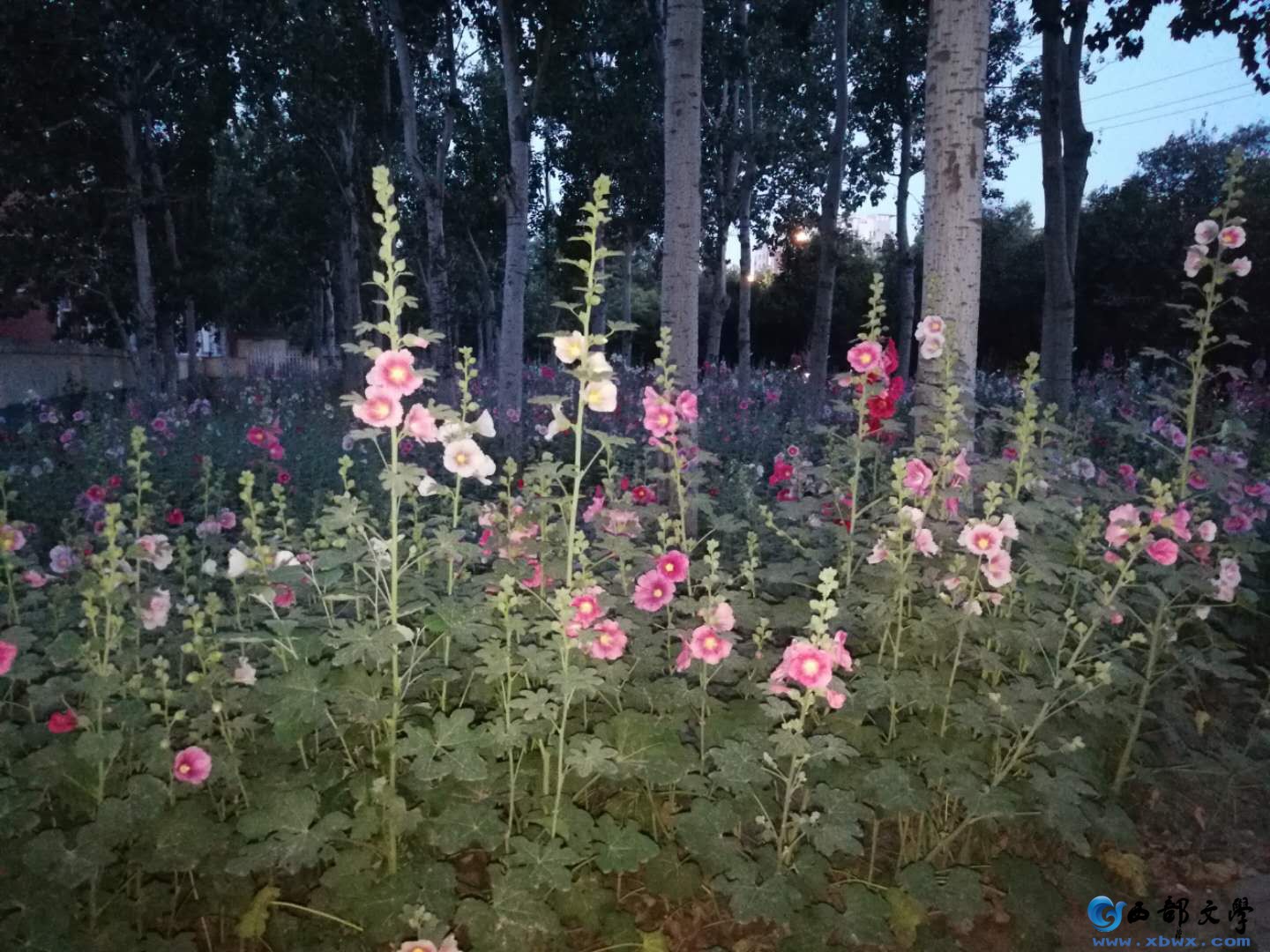 咣咣花2.jpg